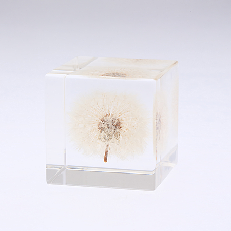 Dandelion Cube