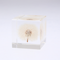 Dandelion Cube