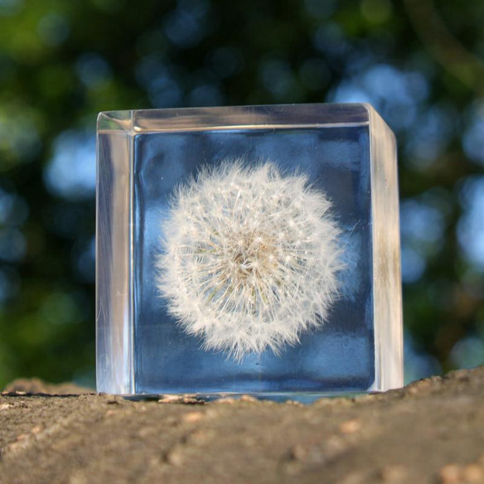 Dandelion Cube