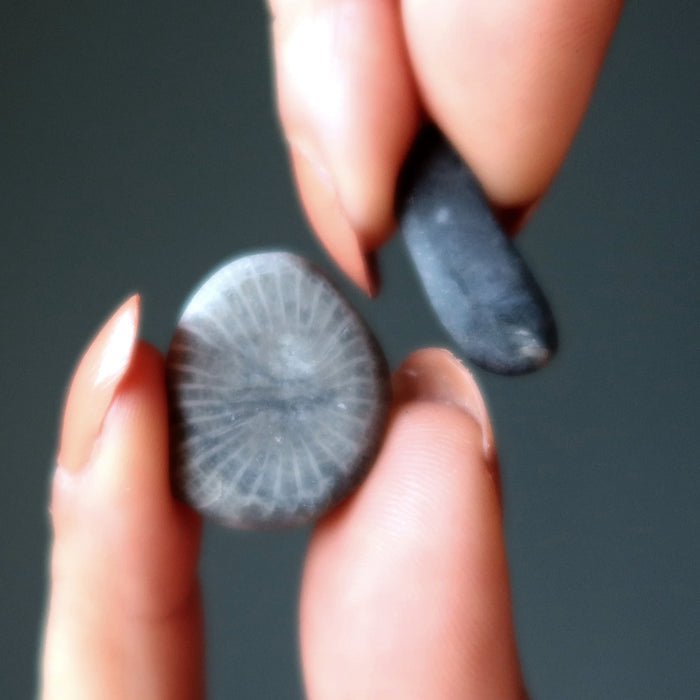 Fossil Coral Tumbled Stone Set Petoskey 350 Million Years Old Calcite
