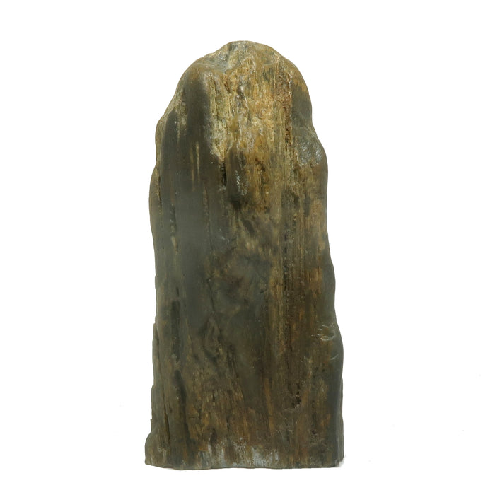 Petrified Wood Raw Crystal Display Stone Nature in My Home