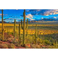 SONORAN DESERT - 3D Magnet for Refrigerator, Whiteboard, Locker