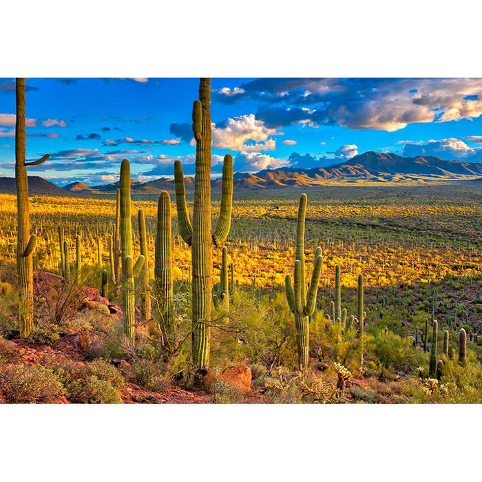 SONORAN DESERT - 3D Magnet for Refrigerator, Whiteboard, Locker